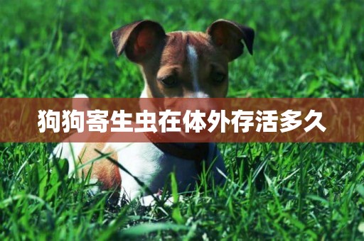 狗狗寄生蟲在體外存活多久