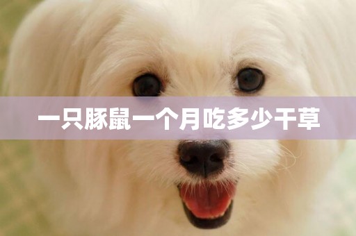 一只豚鼠一個月吃多少干草