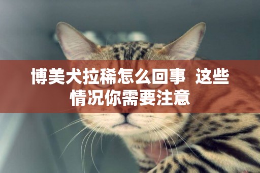 博美犬拉稀怎么回事  這些情況你需要注意