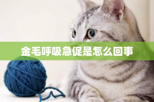 金毛呼吸急促是怎么回事
