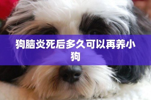 狗腦炎死后多久可以再養小狗
