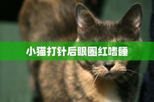 小貓打針后眼圈紅嗜睡