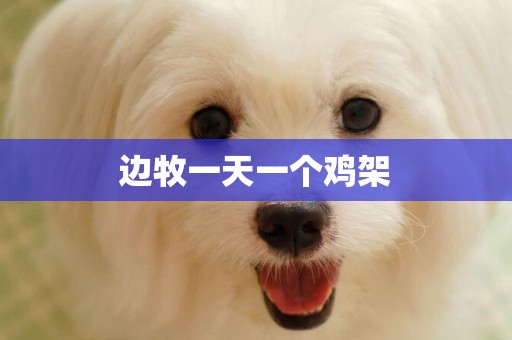 邊牧一天一個雞架