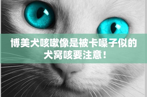 博美犬咳嗽像是被卡嗓子似的 犬窩咳要注意！