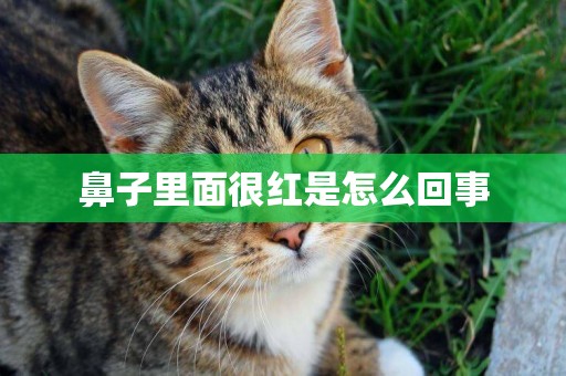 鼻子里面很紅是怎么回事