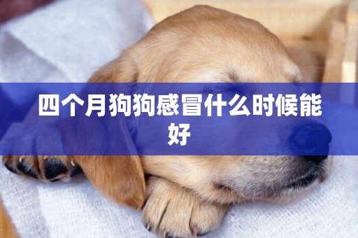 四個月狗狗感冒什么時候能好
