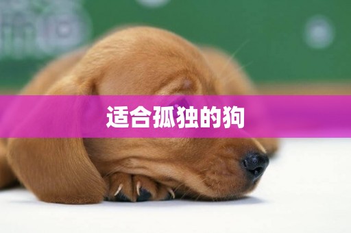 適合孤獨的狗