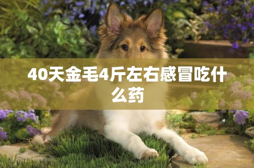 40天金毛4斤左右感冒吃什么藥