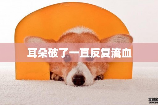 耳朵破了一直反復流血