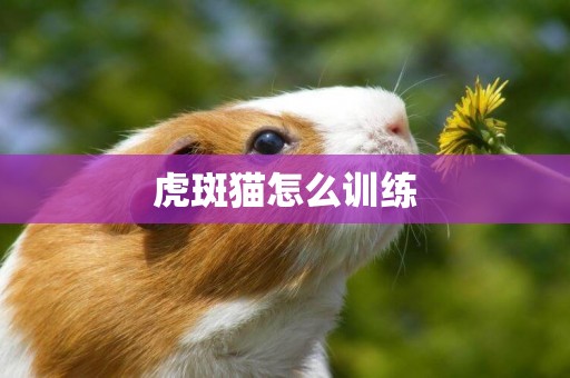 虎斑貓怎么訓練