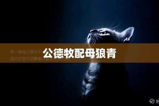 公德牧配母狼青