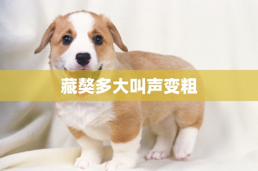 藏獒多大叫聲變粗