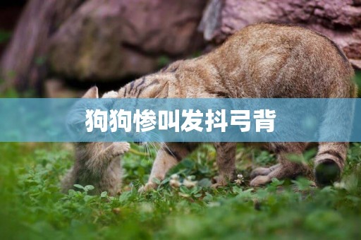 狗狗慘叫發抖弓背