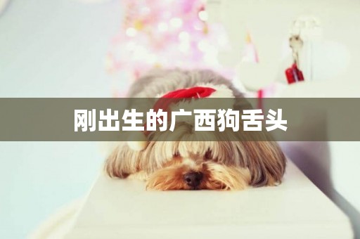 剛出生的廣西狗舌頭