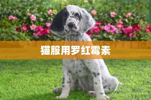 貓服用羅紅霉素