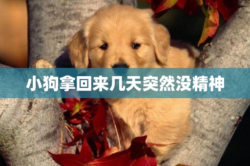小狗拿回來幾天突然沒精神