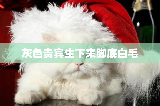 灰色貴賓生下來腳底白毛