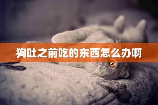 狗吐之前吃的東西怎么辦啊