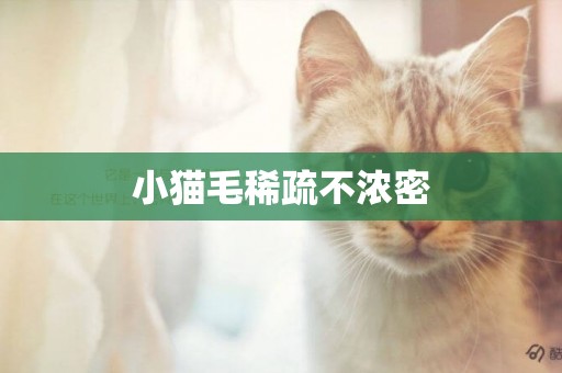 小貓毛稀疏不濃密