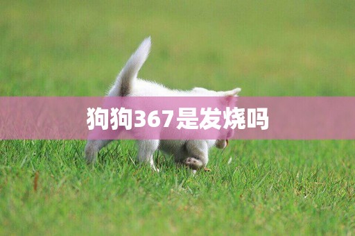 狗狗367是發燒嗎