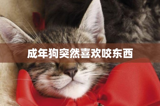 成年狗突然喜歡咬東西