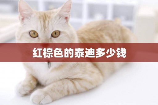 紅棕色的泰迪多少錢
