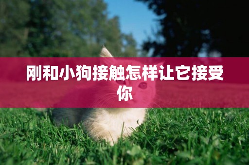 剛和小狗接觸怎樣讓它接受你