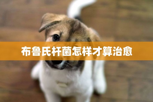 布魯氏桿菌怎樣才算治愈