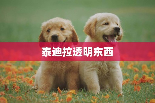 泰迪拉透明東西