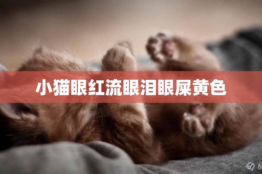 小貓眼紅流眼淚眼屎黃色
