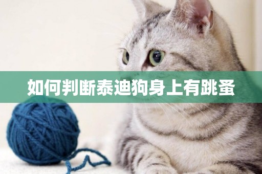 如何判斷泰迪狗身上有跳蚤