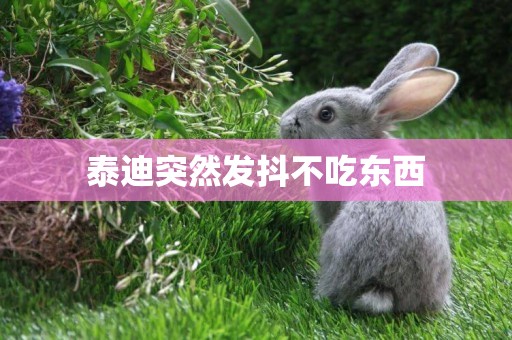 泰迪突然發抖不吃東西