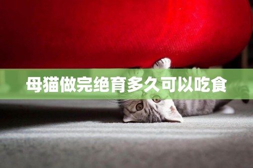母貓做完絕育多久可以吃食