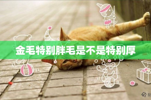 金毛特別胖毛是不是特別厚
