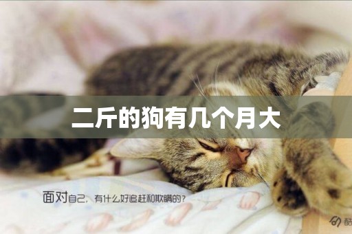 二斤的狗有幾個月大