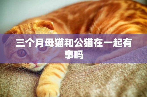 三個月母貓和公貓在一起有事嗎