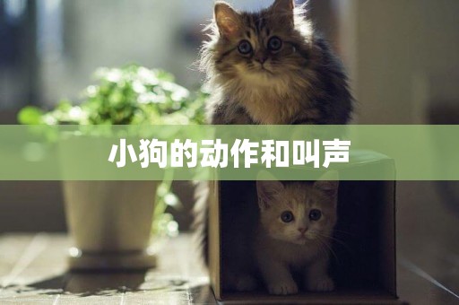 小狗的動作和叫聲