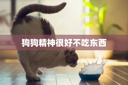 狗狗精神很好不吃東西