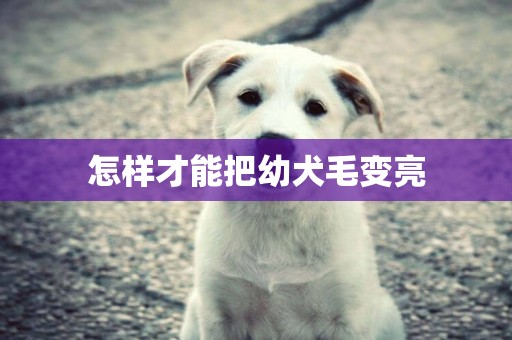 怎樣才能把幼犬毛變亮