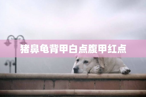 豬鼻龜背甲白點腹甲紅點