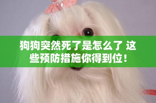 狗狗突然死了是怎么了 這些預防措施你得到位! 狗狗突然死了是怎么了 這些預防措施你得到位!