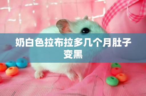 奶白色拉布拉多幾個月肚子變黑