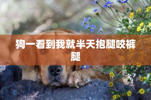 狗一看到我就半天抱腿咬褲腿