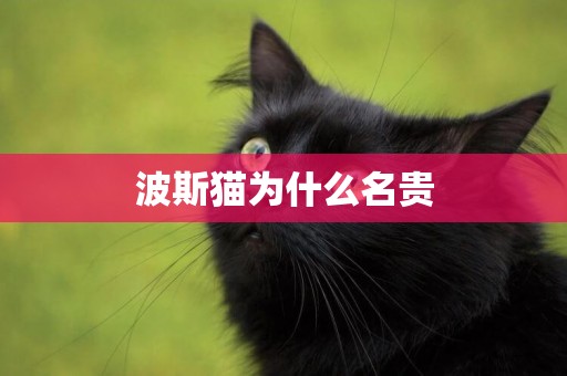 波斯貓為什么名貴