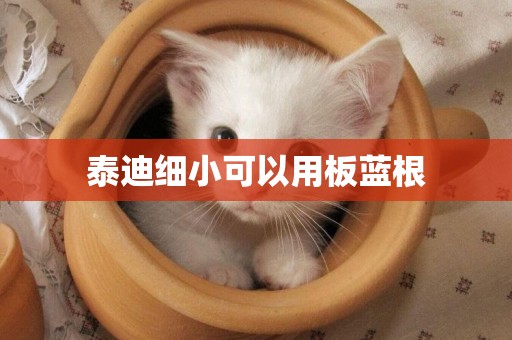 泰迪細小可以用板藍根