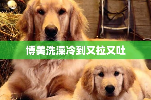 博美洗澡冷到又拉又吐