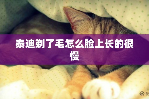泰迪剃了毛怎么臉上長的很慢