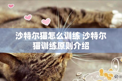 沙特爾貓怎么訓練 沙特爾貓訓練原則介紹