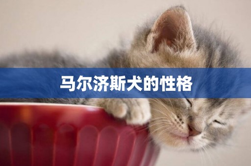 馬爾濟斯犬的性格