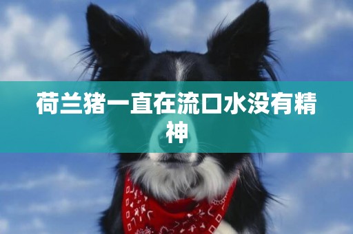 荷蘭豬一直在流口水沒有精神